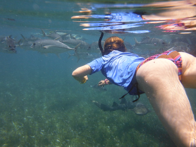 Haciendo snorkel entre los tiburones gato...