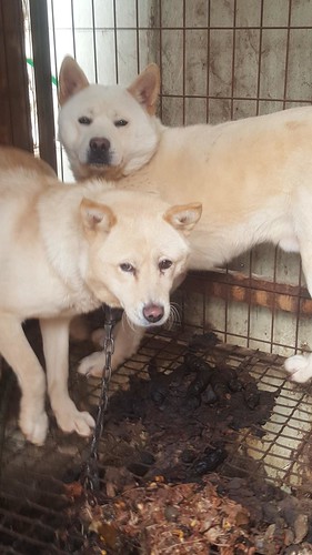 Nami Kim team rescues from Bucheon dog farm