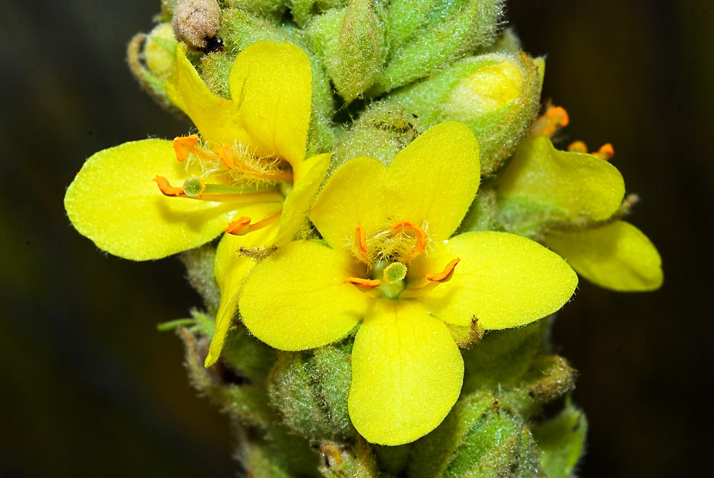 Great Mullein in September