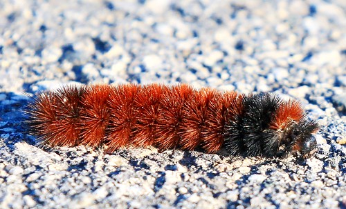bear park county lake moth reis iowa caterpillar larry isabella meyer woolly winneshiek