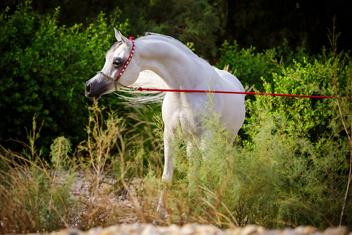 show horses horse colors animal outdoor vibrant breeding arabian stallion equine