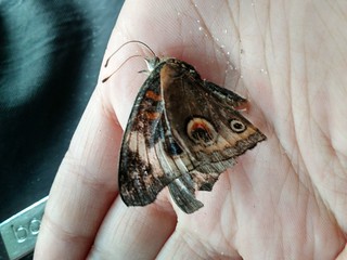 Brielle's butterfly