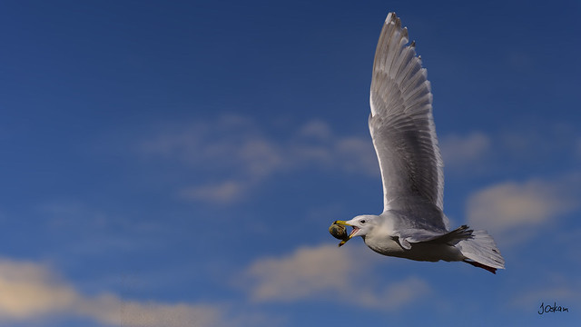 Seagull with breakfast