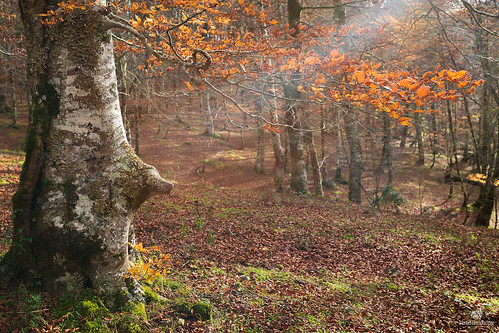 autumn sunlight tree nature leaves forest woodland landscape spain ray naturallight beech cantabria saja naturalreserve