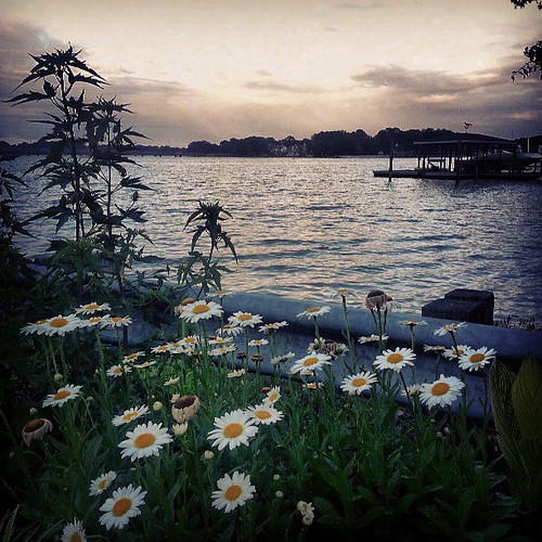 flowers nature water daisies outside outdoors scenery pretty view natural norfolk scenic uploaded:by=flickstagram instagram:photo=48503504622264232038433534 instagram:venuename=norfolk2cvirginia instagram:venue=215855341