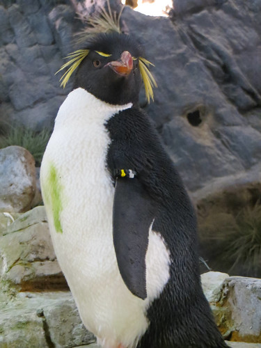 Rock-hopper Penguin