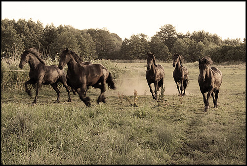 horses horse caballo cheval pferde cavallo pferd friesen hest kon mecklenburg koni frisian cheveaux herde nwm häven guthäven pferdeherd