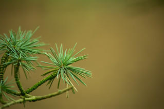 20160116-27_Coombe Country Park_Pine Needles Rossette