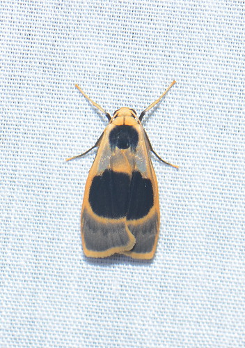 sumatra indonesia moth lepidoptera arctiinae gunungleuser erebidae ketambe taxonomy:order=lepidoptera taxonomy:family=erebidae geo:country=indonesia teulisna taxonomy:genus=teulisna