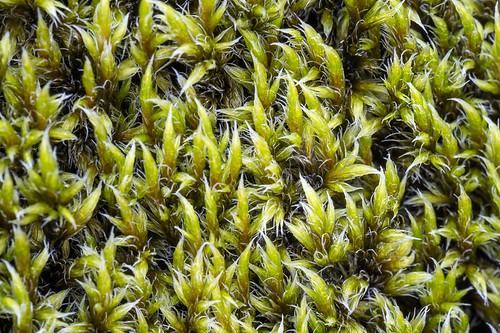 Iceland: Moss and Lava
