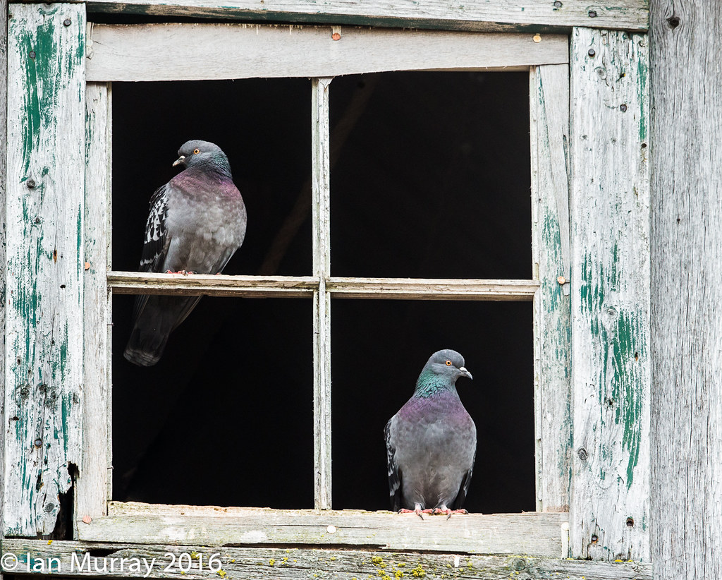 Pigeons in the Barn Birds in forums