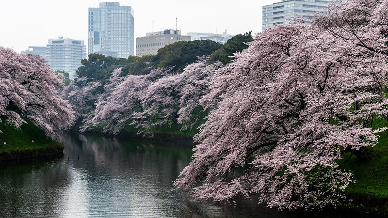 Cherry blossoms in Chidorigafuchi