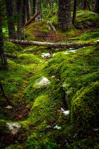 trees snow green dark moss woods quiet path maine trail lush gouldsboro graniteledge binnshire googlenikcolorefex
