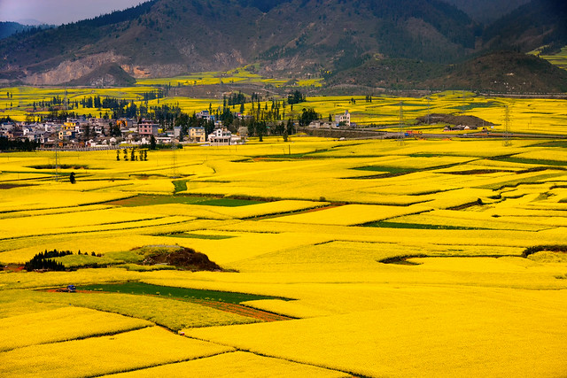 Canola flower field in Luoping, Yunnan, China