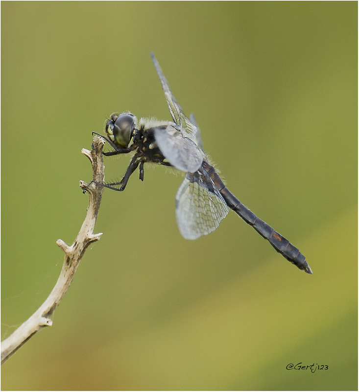 Dragonfly 110815(3)