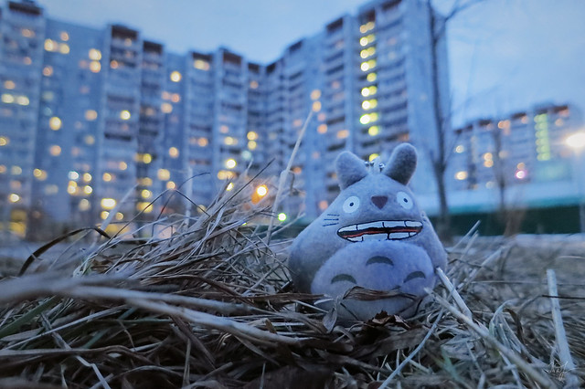 Day #76: totoro admires the colors of the evening