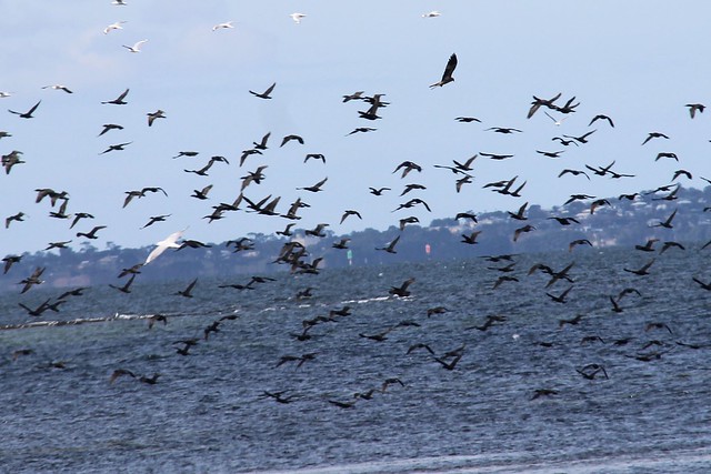 Whistling kite chasing cormorants.