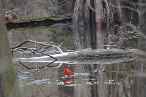 reflection tree bird water louisiana cardinal wildlife bald swamp cypress