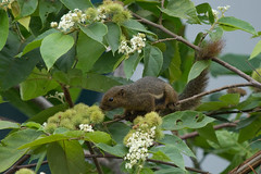 Plantain Squirrel, Callosciurus notatus