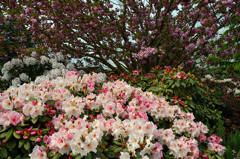 rhododendron4