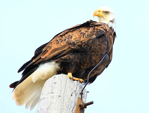county forest eagle bald reis iowa larry winneshiek marilie