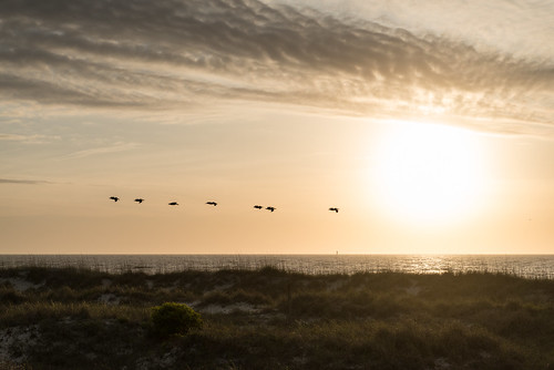 ocean light shadow sea sun beach pelicans water birds clouds sunrise georgia golden dunes tybeeisland coastline seashore impression d800 littletinperson thecuberootofpelicans