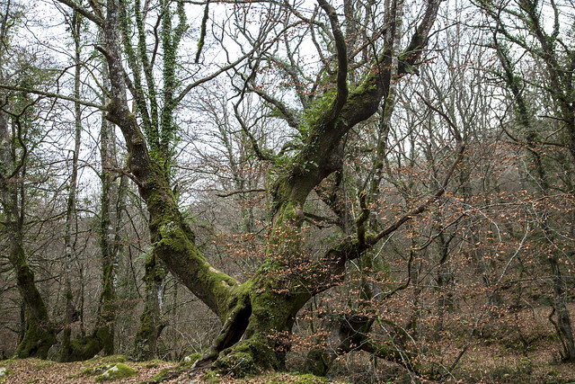 Reserva Saja-Besaya, Cantabria