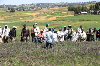 Oat-vetch mixture fodder production at Gudo Beret (Photo by Apollo) (2)