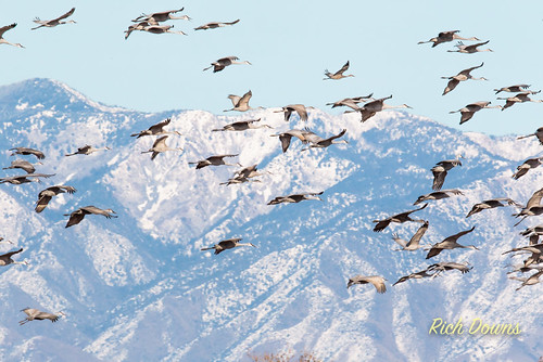 newmexico us unitedstates crane management bosque mass waterfowl bernardo sandhill audubon