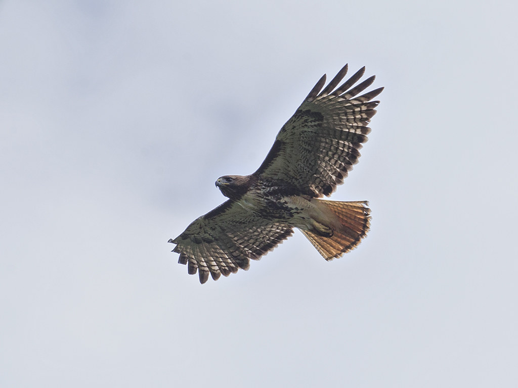 Red-tailed Hawk    Cuba