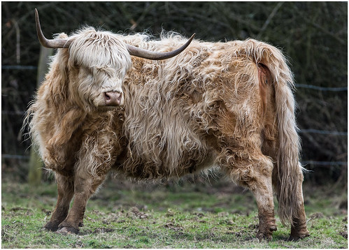 uk england animal sussex cow cattle highlandcattle pulboroughbrooksreserve