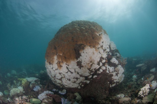 圖8. 懦艮礁（Dugong Islet, the Great Barrier Reef）上白化的團塊形微孔珊瑚。微孔珊瑚上半部咖啡色的部分仍然健康，但下半部已白化且部分死亡。圖片來源：郭兆揚。