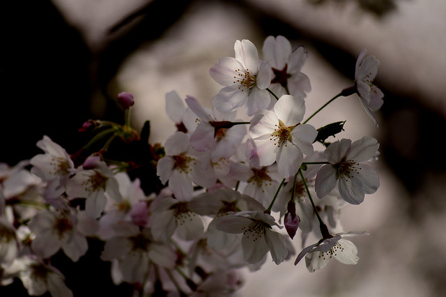 サクラ　Cherry blossoms