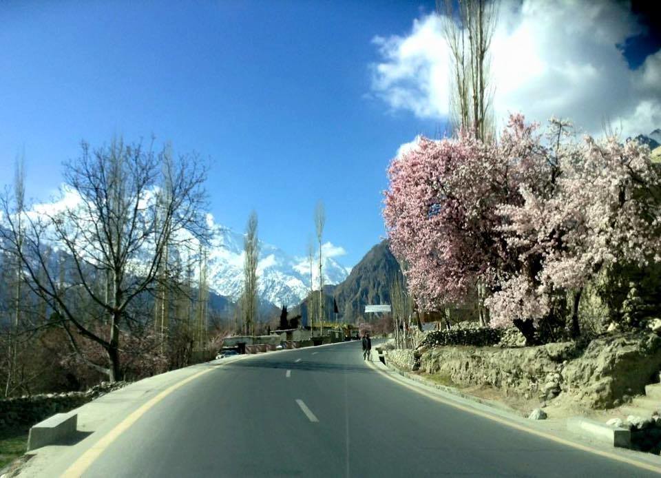 Spring Blossom on KKH Hunza