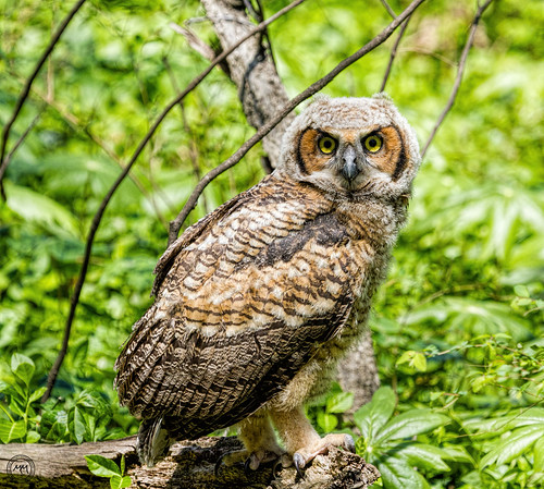 Fledged Great Horned Owl