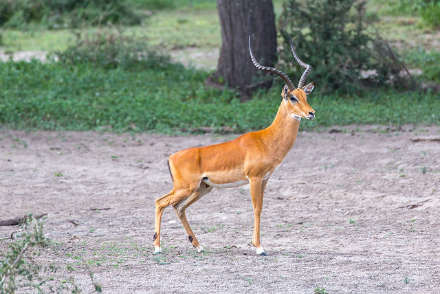 Hoofed Animals of Ngorongoro Crater, Tanzania