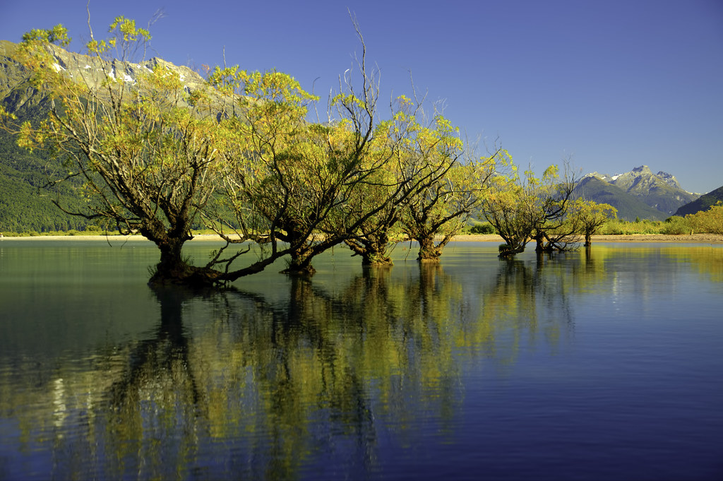 Trees by the Wharf, Glenorchy, New Zealand