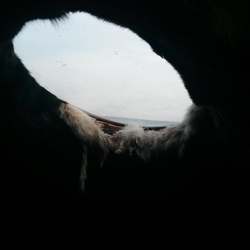 In the Belly of a Bear, 2 #toronto #thebeach #woodbinebeach #winterstations #inthebellyofabear