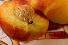 indehiscent (seed does not release) pulpy or dry fruit with usually one hard, bony stone at its center that contains one or more seeds