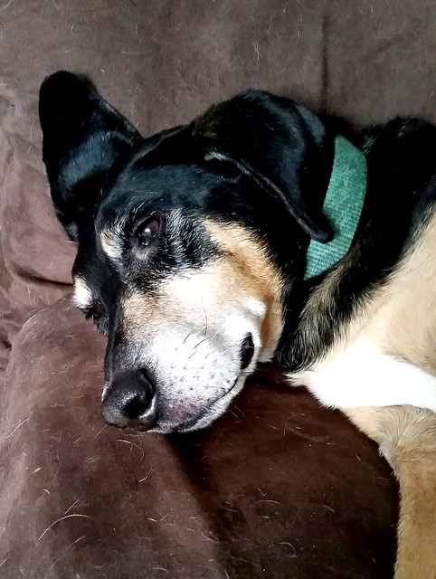 Senior rescued hound mix #LapdogCreations #adoptdontshop #rescueddogsrock