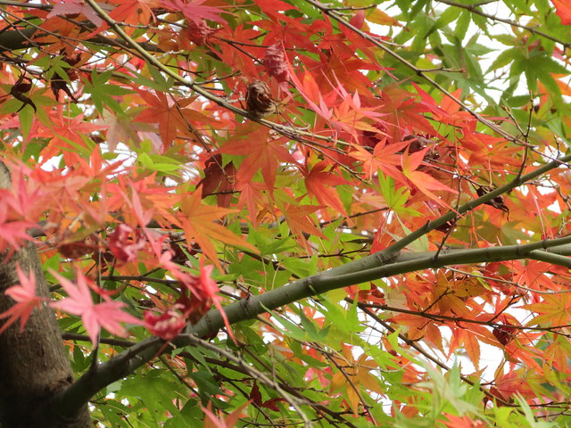 Still some autumn leaves in the Kumano Kodo