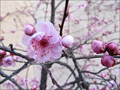 Flowering plum blossoms