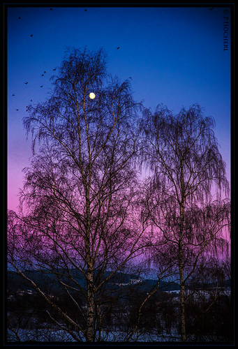 trees sunset moon night germany bayern deutschland bavaria mond nikon sonnenuntergang nacht frame tamron baum oberpfalz d800 weiden 2016 upperpalatinate naabauen tamronsp2470mmf28divcusd