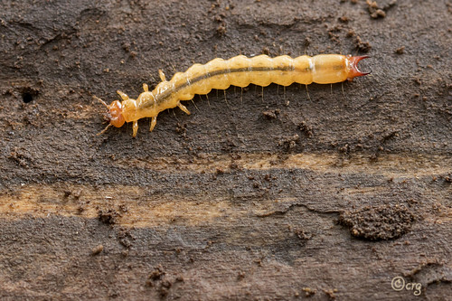 pennsylvania larva pisgah pyrochroidae bradfordcounty firecoloredbeetle dipluran