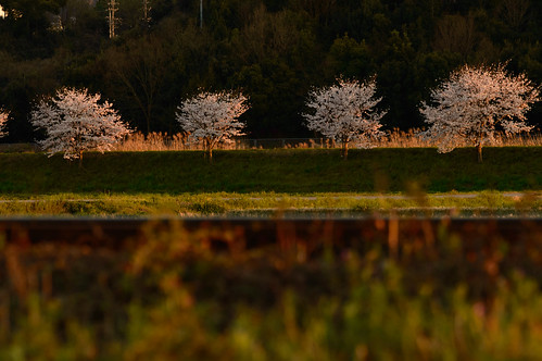 sunset river cherry 桜 夕景 川 兵庫県 加西市 網引