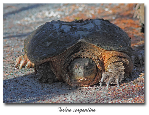 turtle amphibian danville tortue faune amphibien commonsnappingturtle tortueserpentine chelydraserpentinaserpentina salmo52 alaincharette étangnurbank