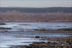 The Joggins Fossil Cliffs, Nova Scotia (Canada)