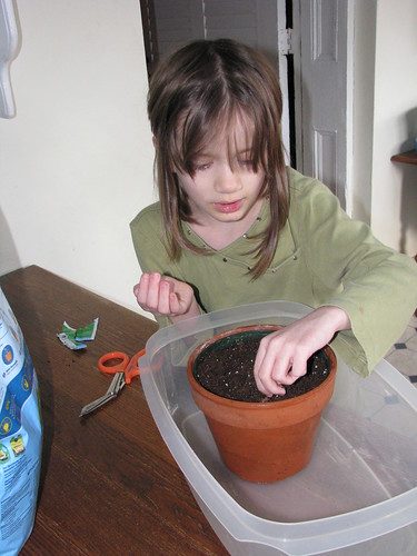 planting basil
