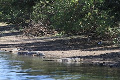 Saltwater crocodiles, Parrys Lagoon IMG_3332