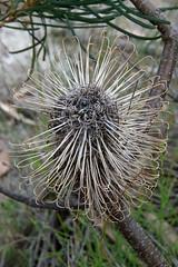 20160218_6368 old Banksia cone